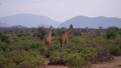 giraffes in a national park of kenya