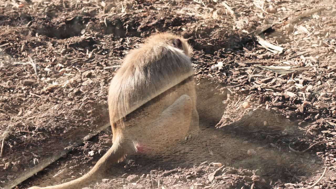 Baboon sitting and observing surroundings at the zoo
