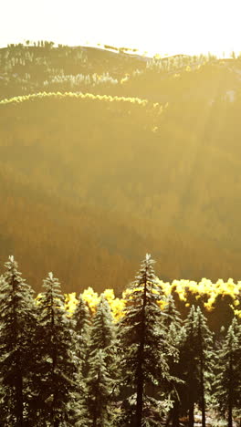 golden sunset over a pine forest in the mountains