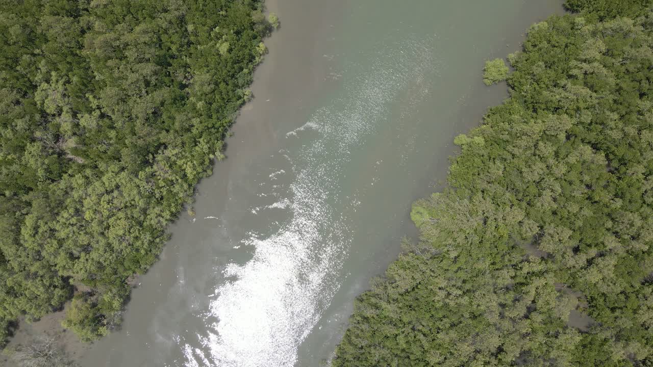 aguas brillantes de hills creek que fluyen entre un denso follaje en la reserva forestal trinity, trinity, qld, australia