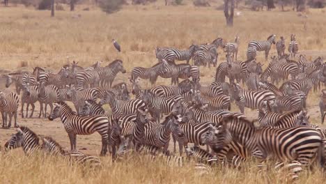 una manada de cebras se encuentra en el calor en el safari de áfrica serengeti tanzania