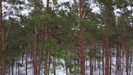 nature background with pine tree forest on a cold winter day