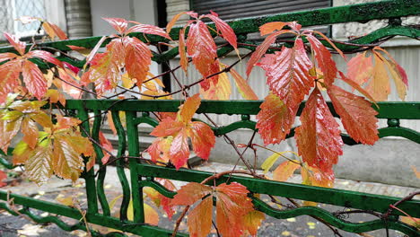 outdoor front view of wet ivy leaves on a fence in autumn