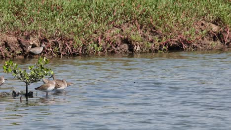 Resting-on-the-left-side-as-others-moved-going-out-of-the-frame,-Common-Redshank-or-Redshank-Tringa-totanus,-Thailand