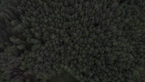 cenital-drone-shot-of-pine-trees-forest-in-scotland
