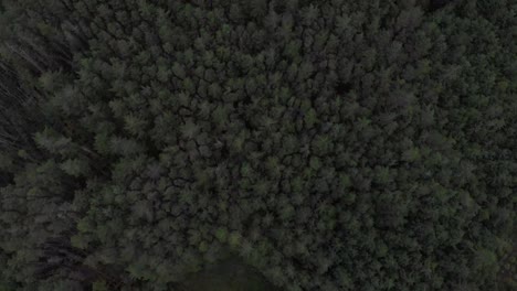 disparo cenital de un bosque de pinos en escocia