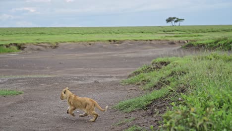 muchacho de león en cámara lenta corriendo en tanzania en el parque nacional serengeti en áfrica, toma de ángulo amplio de leones en el paisaje africano paisaje de lecho de río seco en animales africanos safari de vida silvestre en el lecho del río