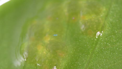 Huevo-De-Insecto-Acuático-Viscoso-Levitando-En-Hoja-Verde