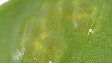 huevo de insecto acuático viscoso levitando en una hoja verde