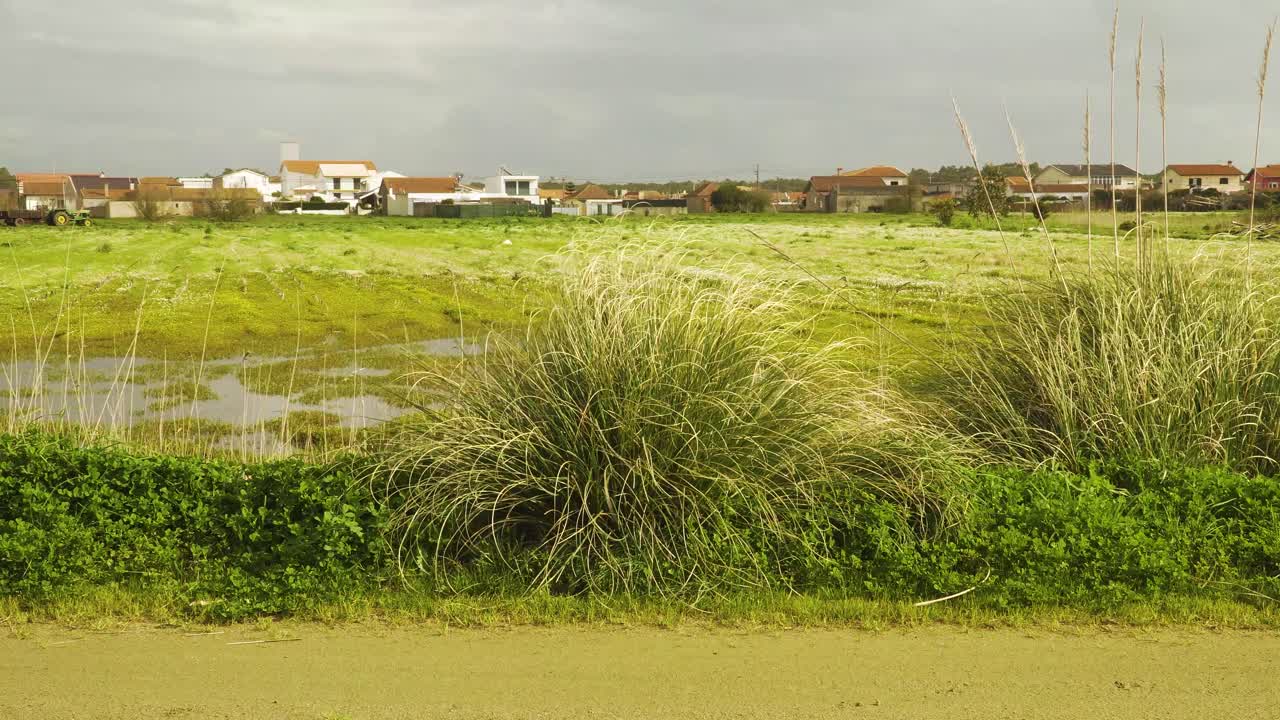 4k cortaderia selloana comúnmente conocida como hierba de pampa temblando en el viento con algunas casas en el fondo