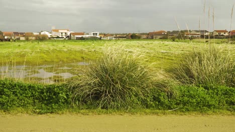 4k cortaderia selloana commonly known as pampas grass shaking in the wind with some houses in the background