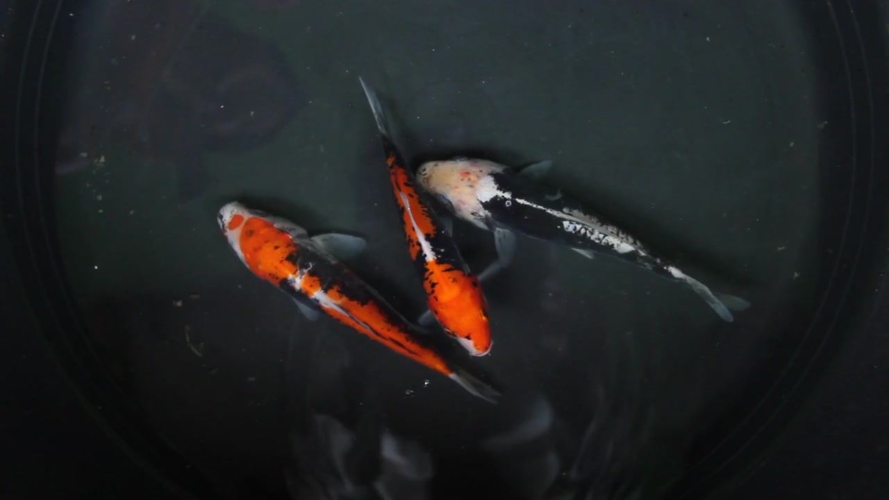 Vista superior de peixe koi com fundo preto isolado. Belo peixe koi nas cores preto e branco, e vermelho e branco.