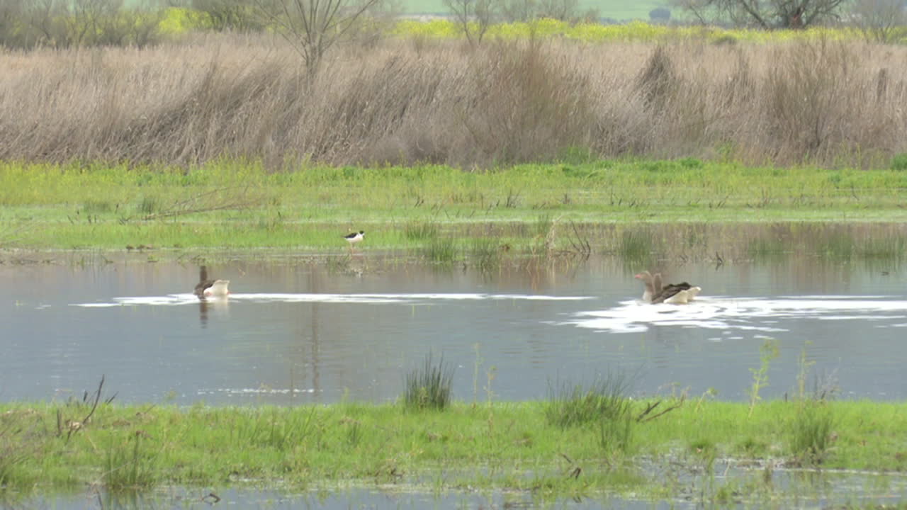 Geese in a Wetland Landscape