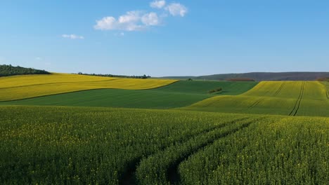 Drohnenaufnahme-Einer-Rapsplantage,-Die-Dicht-über-Den-Blüten-Fliegt,-Dann-In-Große-Höhe-Aufsteigt-Und-Eine-Weitwinkelaufnahme-Des-Hügeligen-Feldes-Erhält