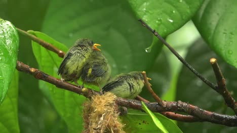 Tres-Polluelos-De-Pájaro-Carpintero-De-Vientre-Naranja-Bajo-La-Lluvia-Siendo-Rechazados-Por-Su-Madre