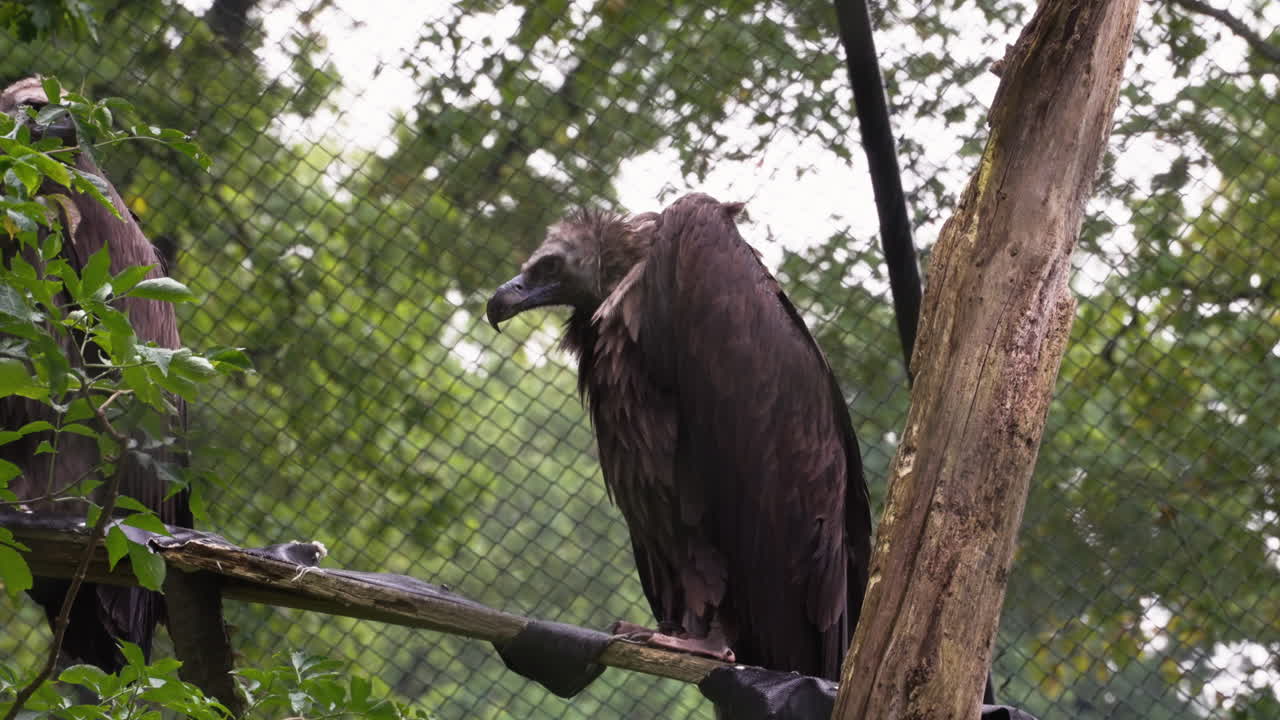 Dangerous vulture bird sitting in tree