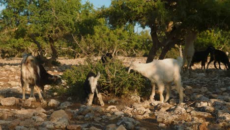 multiple moroccan goats eating nuts of argan tree on the ground