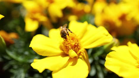 bee collecting nectar from a yellow marigold