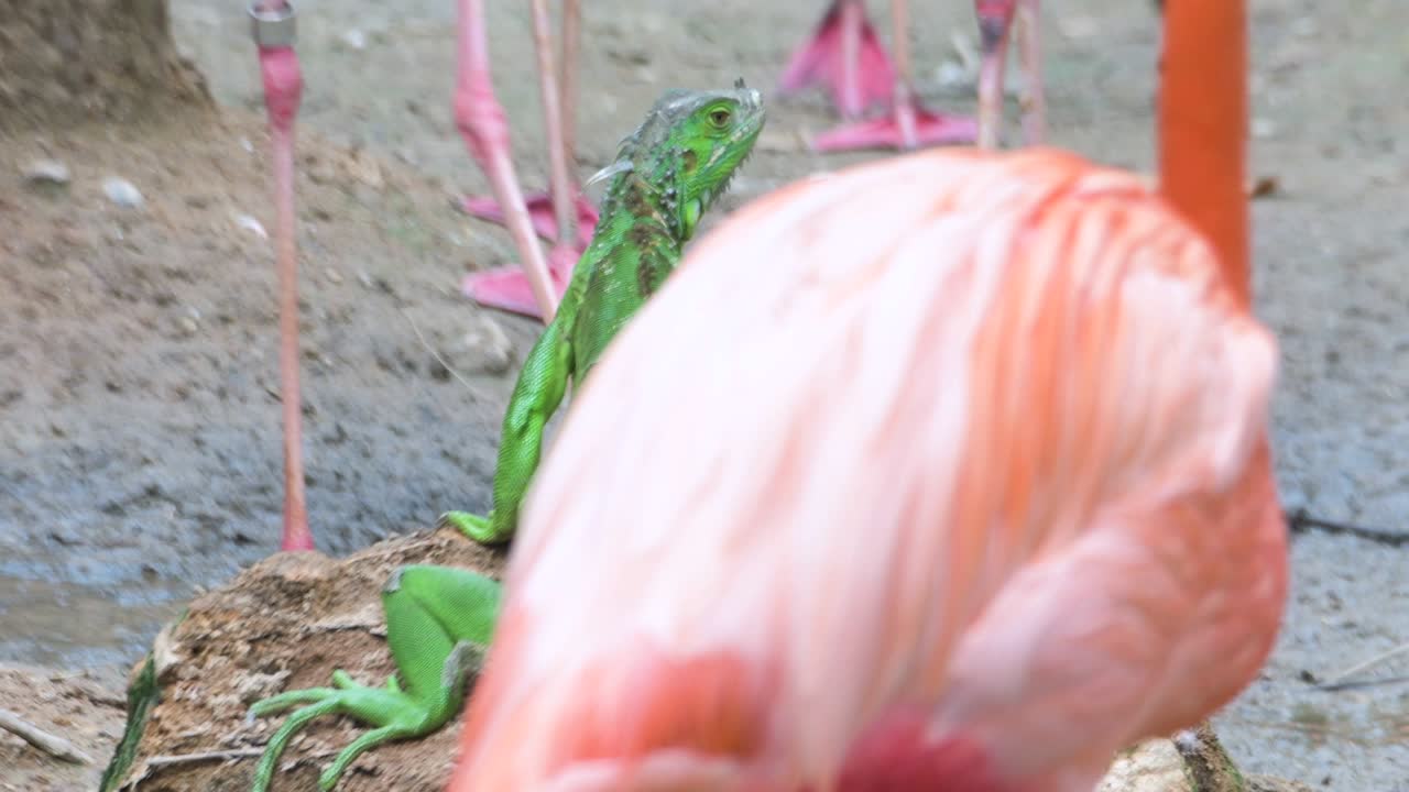 iguana verde en busca de comida cerca de la piscina, singapur