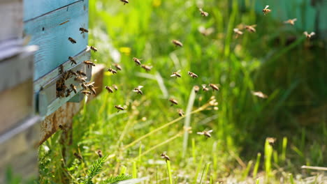 industrious bees coming back to their wooden hives. honey insects bringing nectar to the cells. green grass backdrop in blur.