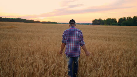 old farmer walking down the wheat field in sunset touching wheat ears with hands - agriculture concept. male arm moving over ripe wheat growing on the meadow.