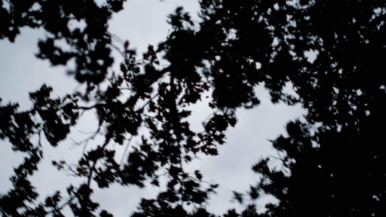 새벽이 밝을 때, 오크 잎의 실루은 부드러운 황혼 하늘에 대한 강한 바람에 날아다니며, 자연의 조용하지만 역동적인 깨어나는 것을 이야기합니다.