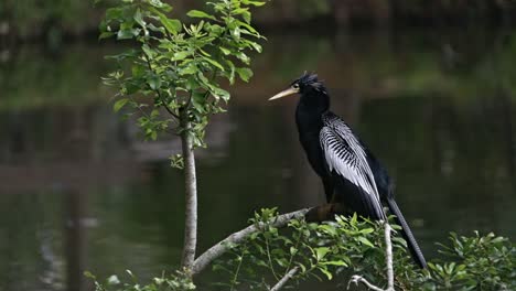 Wild-anhinga-bird-medium-shot-perched-on-branch-with-pond-in-background