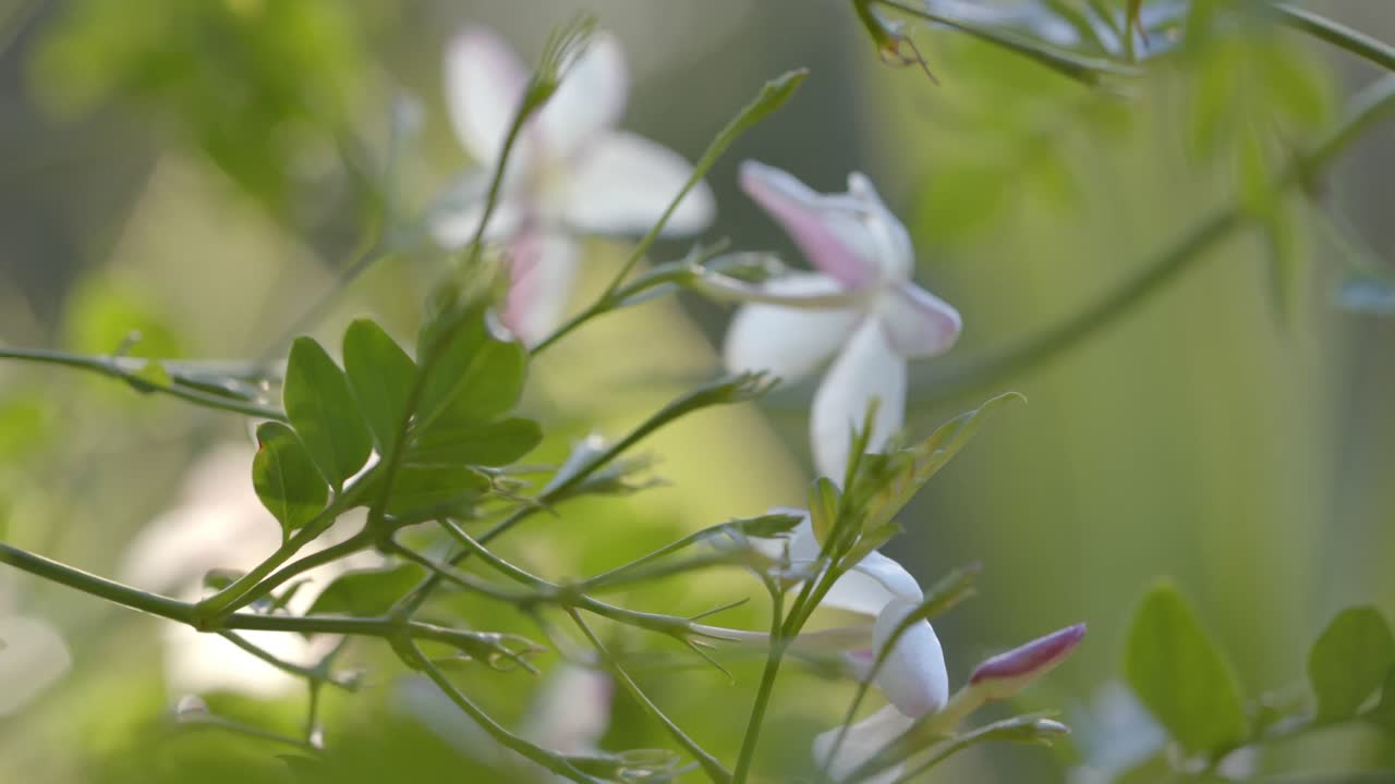 ⁇ 은 날에 초록색 잎과  ⁇ 색 꽃이 있는 덤불의 근처, 느린 움직임