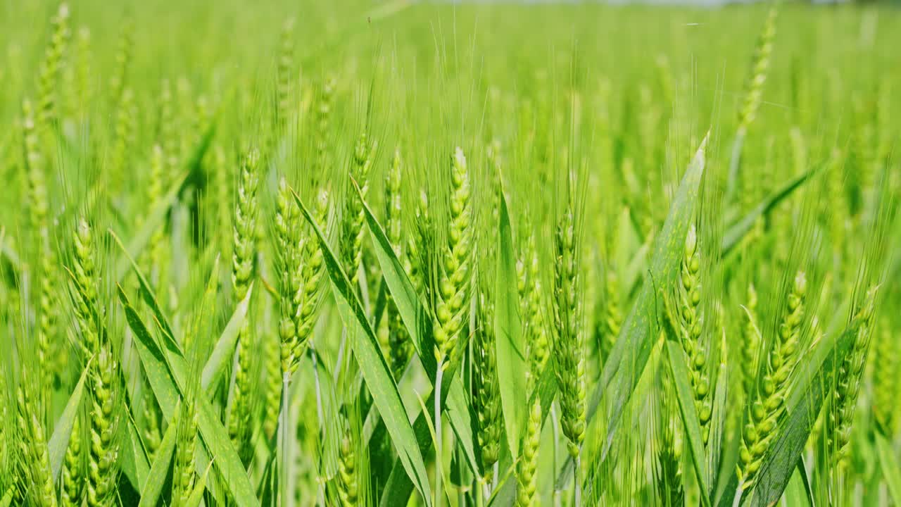 Growing green rye in a field with vibrant green stems swaying gently in the breeze