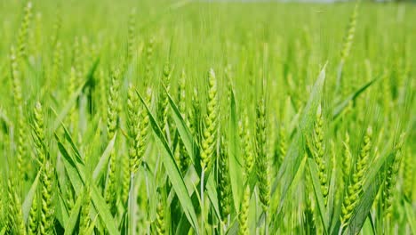 growing green rye in a field with vibrant green stems swaying gently in the breeze
