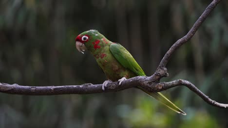 loro aratinga mitrata verde y rojo posado en una rama en la selva tropical y comiendo - primer plano en cámara lenta