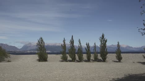 isolated trees blown by wind, water and mountains in the background