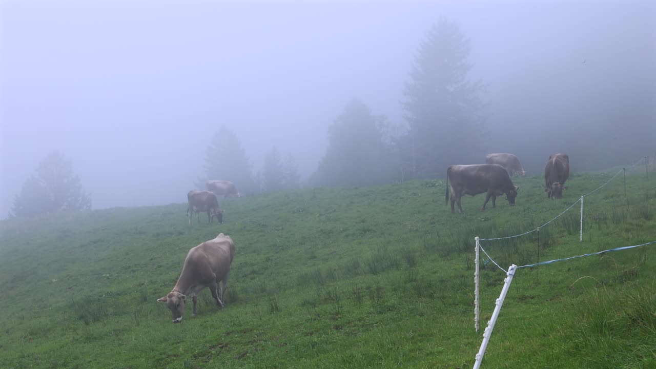 Mucche al pascolo in un pascolo montano nebbioso