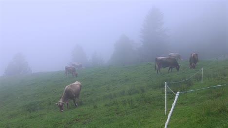 cows grazing in foggy mountain pasture