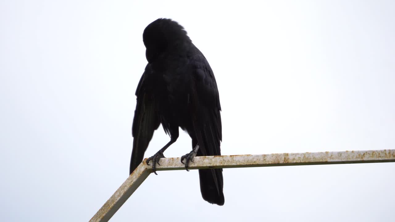 큰 까마귀 파이프에 앉아서 모든 곳을보고
