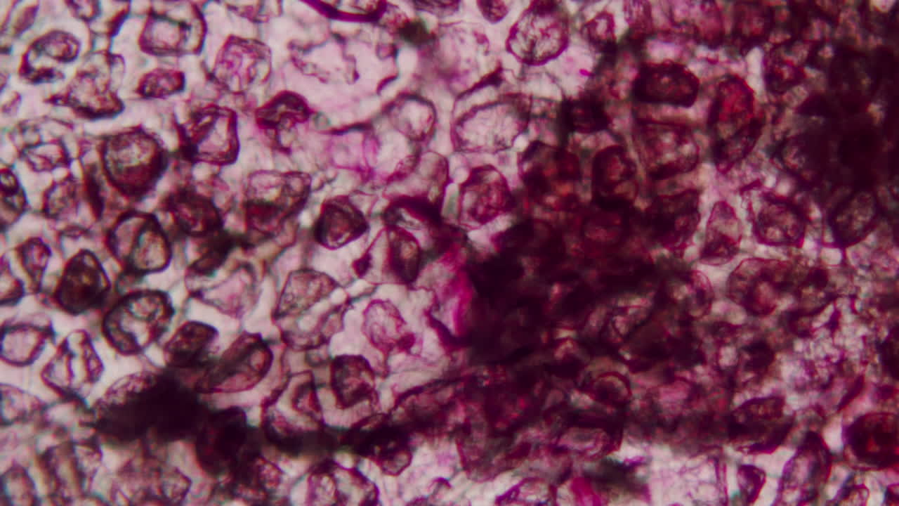 Vista microscopica di cellule biologiche viola ingrandite