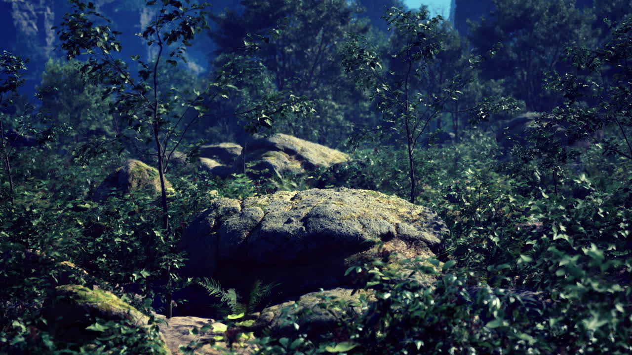 Moss covered rocks surrounded by lush vegetation in a tranquil forest