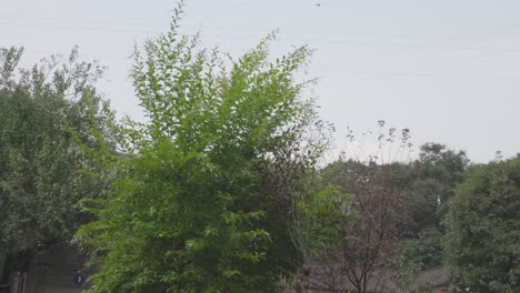 Es-Gibt-Viele-Schmetterlinge-Und-Bienen-Auf-Dem-Baum