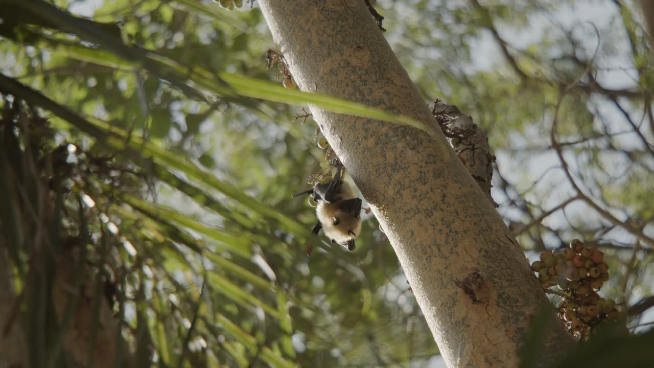 Bat hanging on side of tree and moving his wings around to stretch