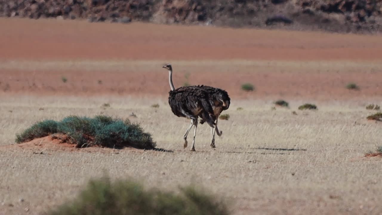 Ostriches on Namibian savannah, wildlife footage of the Animals taken over the Namib Desert and Savannah
