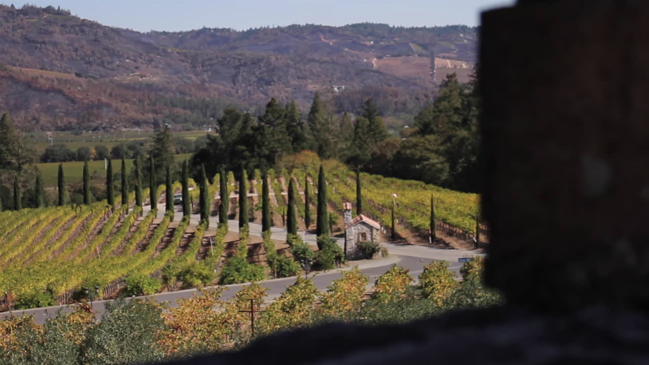 Vista di un vigneto e di piante nella Napa Valley