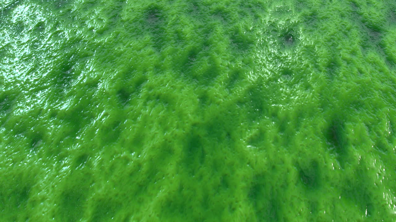 Green Slime Texture