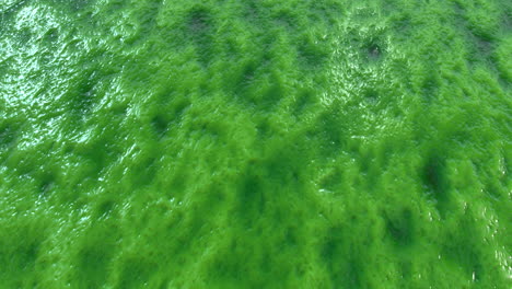 textura de limo verde