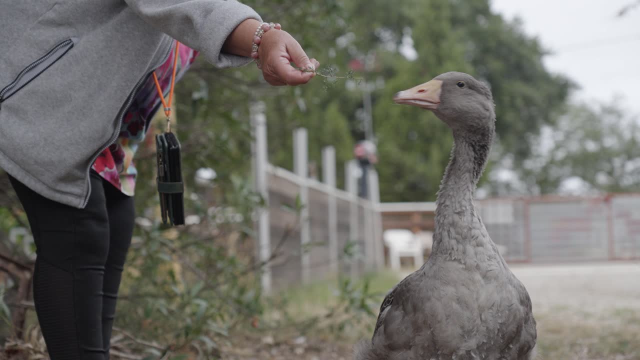 Woman Feeding a Gray Goose
