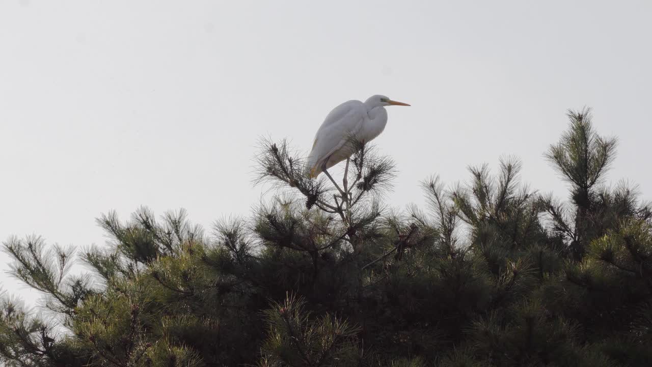 большая белая цапля сидит на ветке корейской сосны