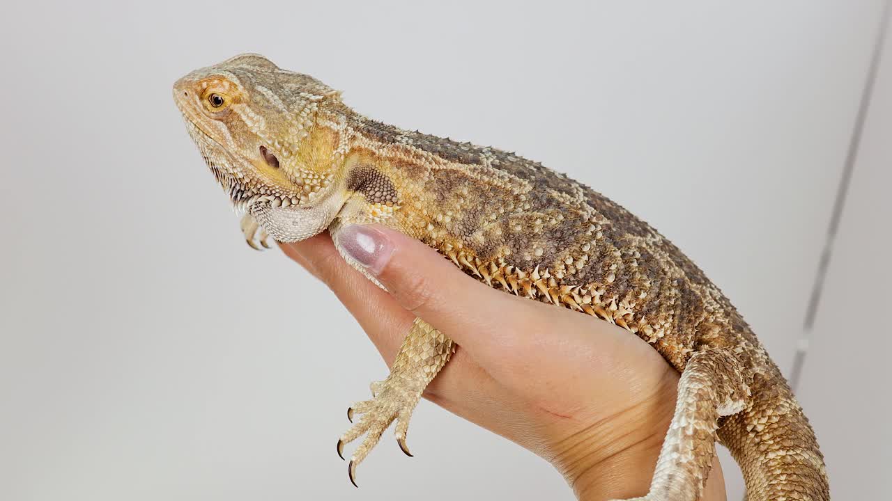 A bearded dragon is gently held in a hand, showcasing its textured skin in a well-lit room