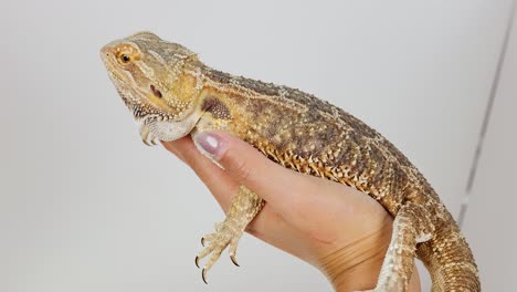 a bearded dragon is gently held in a hand, showcasing its textured skin in a well-lit room