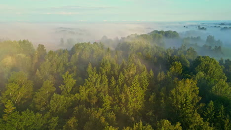 mystical morning aerial dolly in over green misty forest in sunrise light