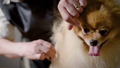 close up shot of a cute thoroughbred spitz at groomer's office