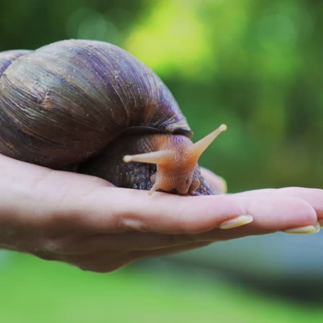 snail on a woman's palm. giant african land snail (achatina fulica)